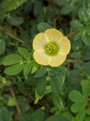 Kallstroemia maxima
