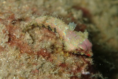 Synchiropus morrisoni