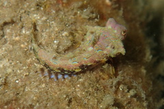 Synchiropus morrisoni