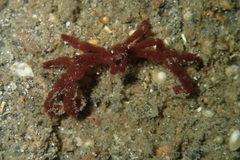 Achaeus japonicus