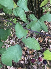 Rubus
