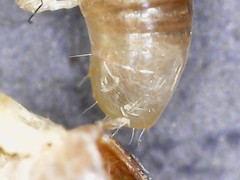 Cylindroiulus parisiorum