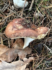 Russula sanguinea