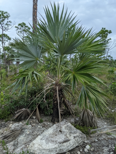 Image of Leucothrinax morrisii by (c) Alison Northup, some rights reserved (CC BY)