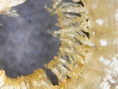 Cylindroiulus parisiorum