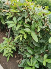 Schinus terebinthifolia