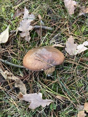 Suillus