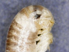 Cylindroiulus parisiorum