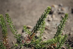 Lepidium oblongum