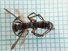 Cryptocheilus guttulatus