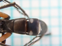 Cryptocheilus guttulatus