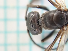 Cryptocheilus guttulatus