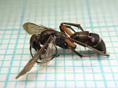 Cryptocheilus guttulatus