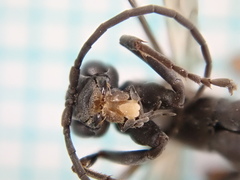 Cryptocheilus guttulatus