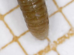 Cylindroiulus parisiorum