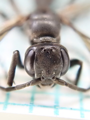 Cryptocheilus guttulatus