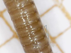 Cylindroiulus parisiorum