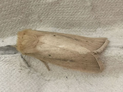 Sesamia nonagrioides