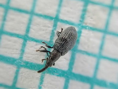 Stenopterapion tenue