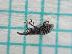 Stenopterapion tenue