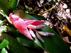 Billbergia euphemiae