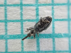 Stenopterapion tenue