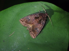 Mosara apicalis
