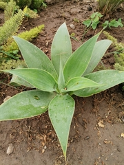 Agave attenuata
