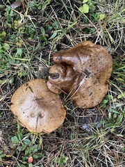 Suillus