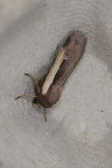 Ochropleura