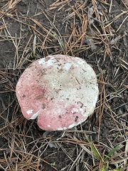 Russula sanguinea