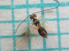 Opiinae