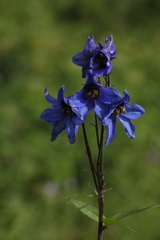 Delphinium mirabile