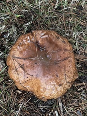 Suillus