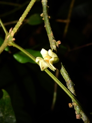 Heisteria cauliflora