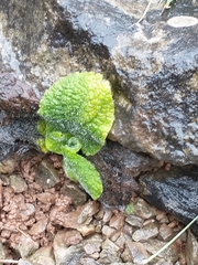 Pentanema squarrosum