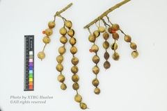 Erythrina tholloniana