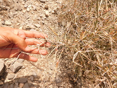 Ephedra aspera