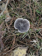 Tricholoma terreum