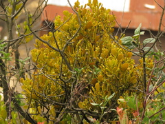 Dendrophthora clavata