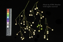 Marantochloa leucantha