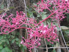 Vasconcellea parviflora