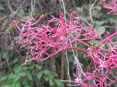 Vasconcellea parviflora