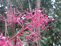 Vasconcellea parviflora