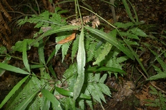 Pseudopanax crassifolius × lessonii