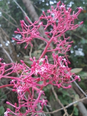 Vasconcellea parviflora