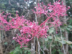 Vasconcellea parviflora