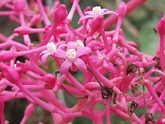 Vasconcellea parviflora