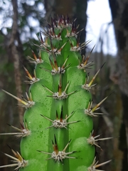 Praecereus euchlorus diffusus