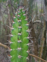 Praecereus euchlorus diffusus